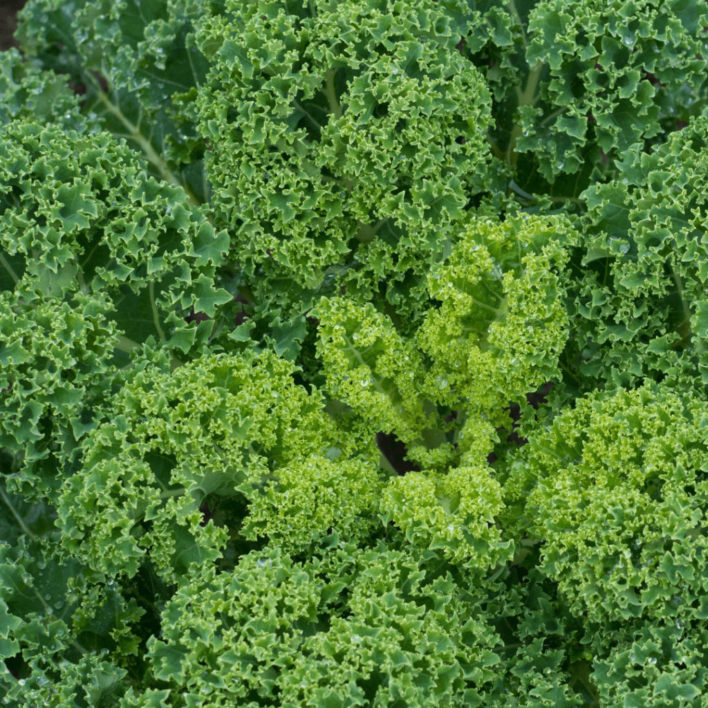 chou kale