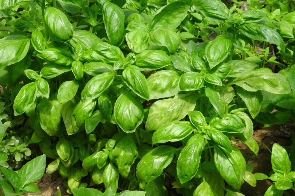 basilic - herba aromatique