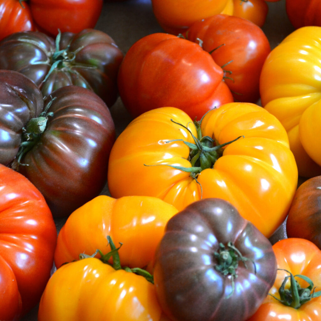 tomate ancienne