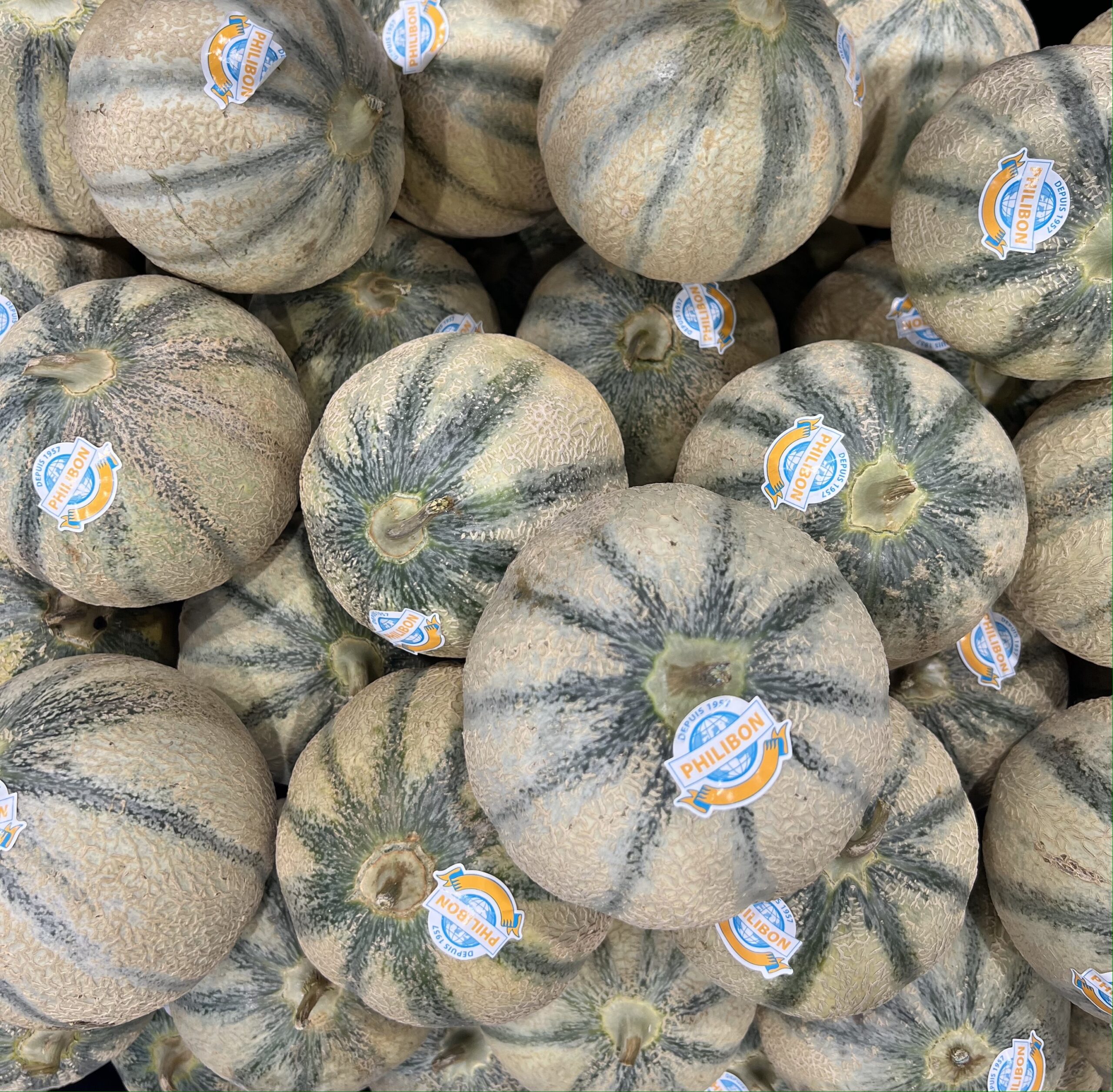 melon philibon