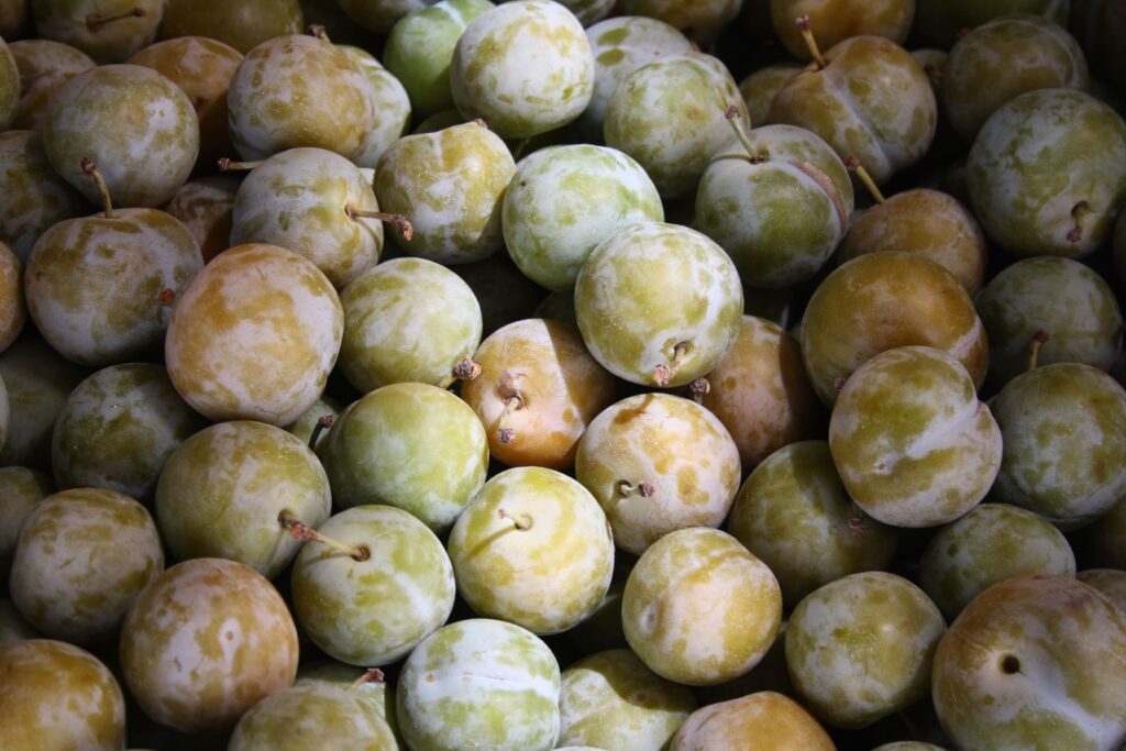 prunes reine claude