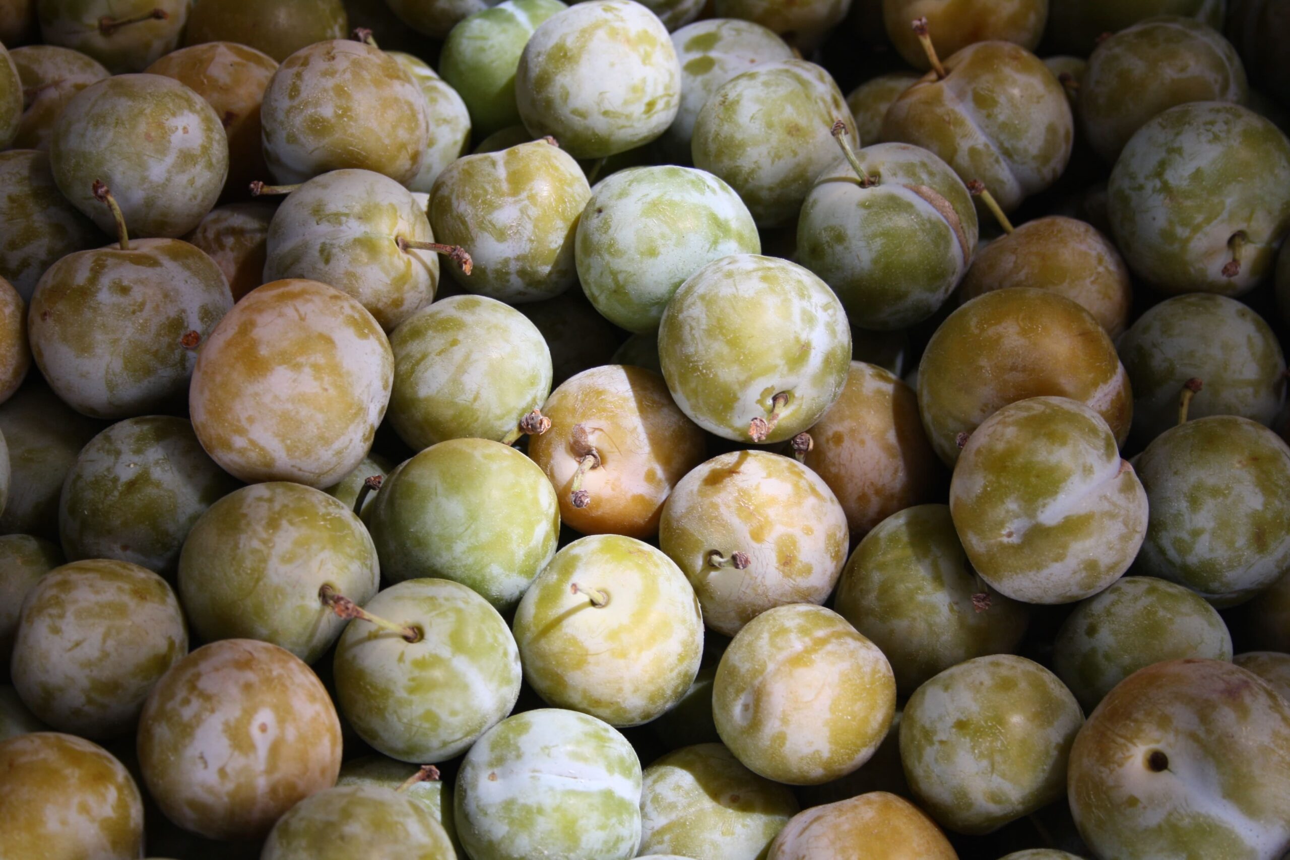 prunes reine claude