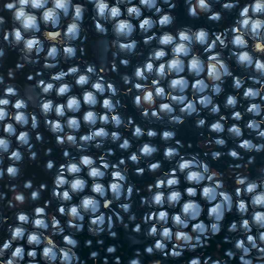 mûre bleue
