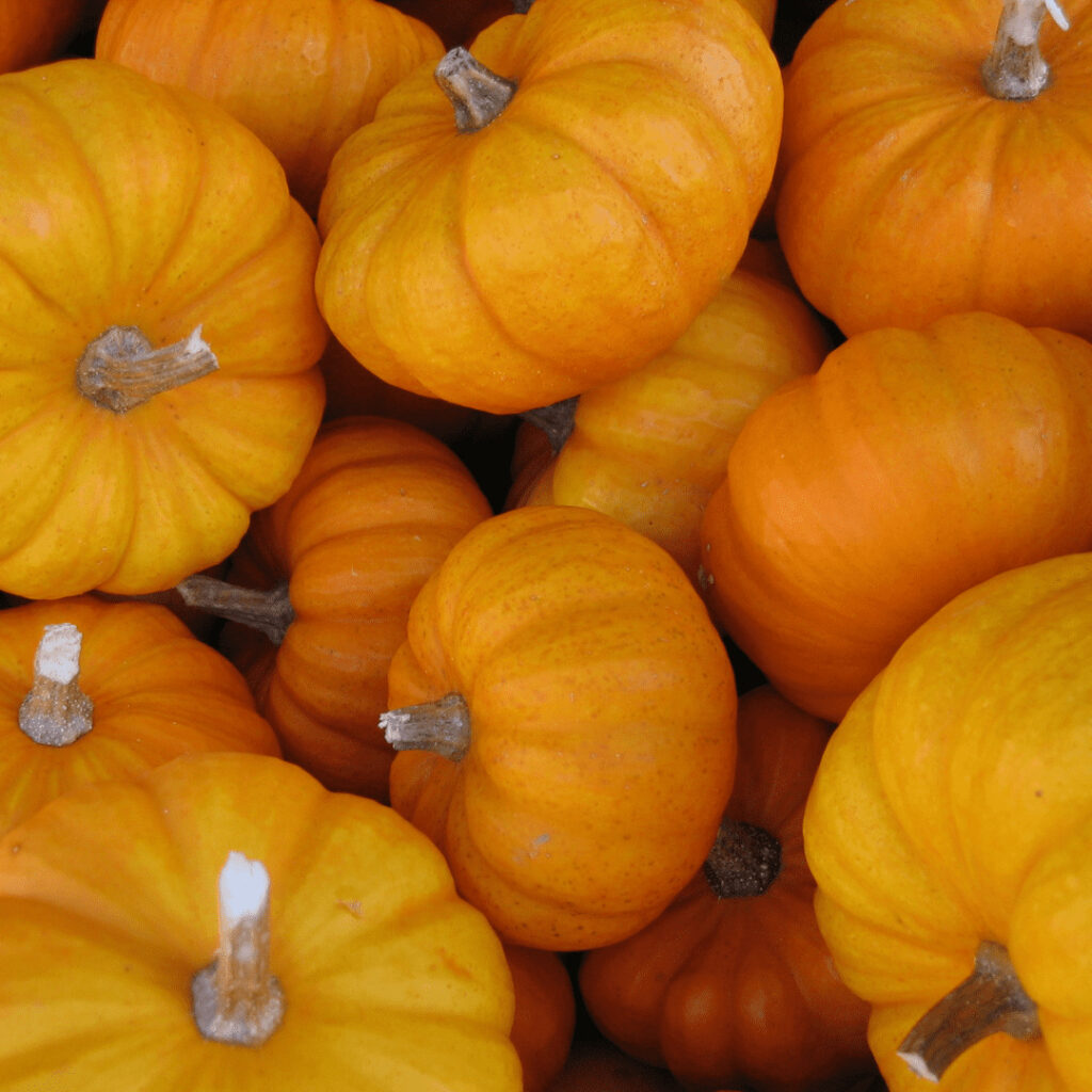 courges