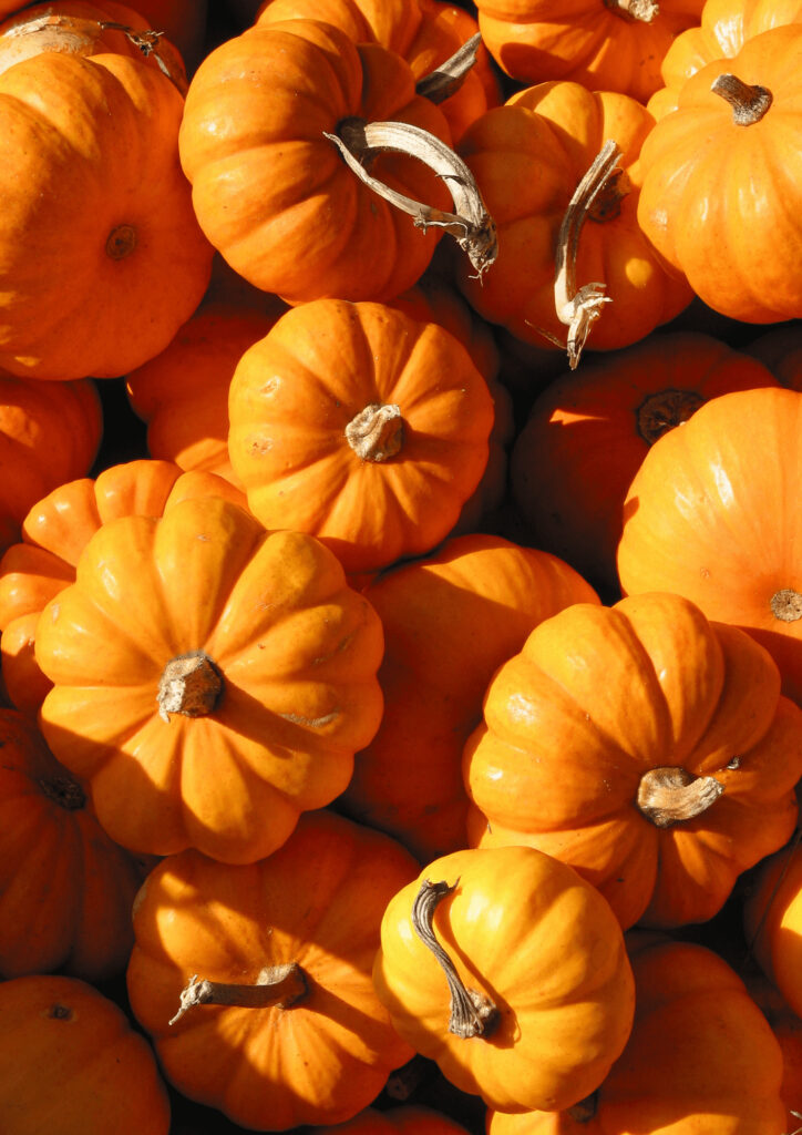 courges diverses