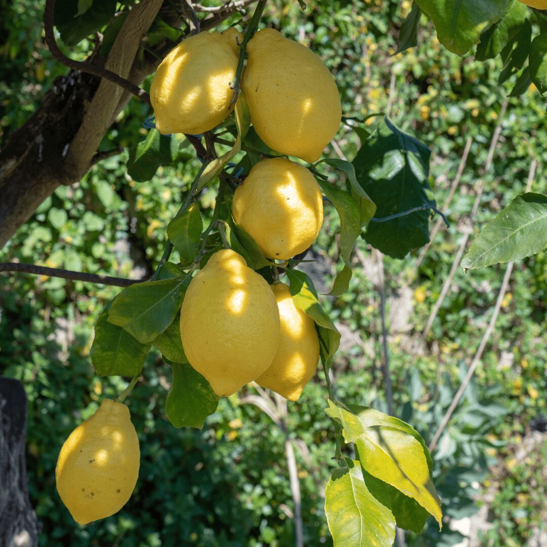 citrons cerise et potiron