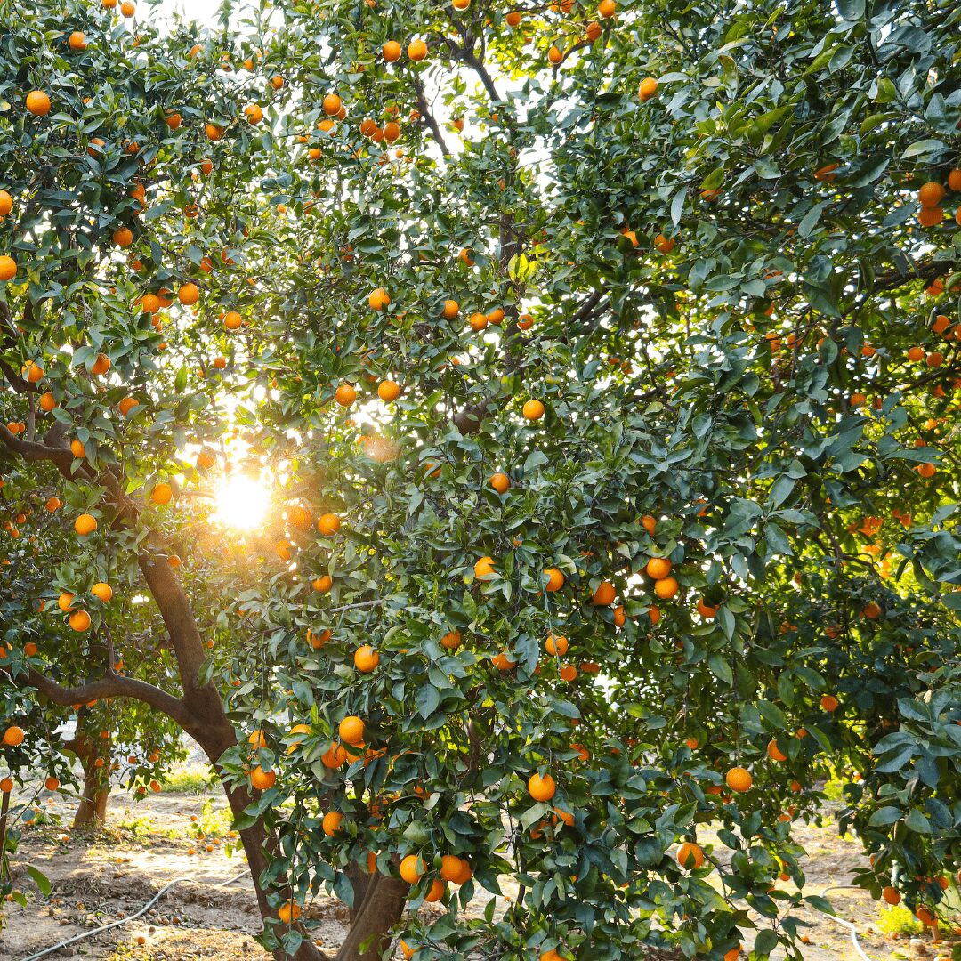 Les oranges de Maurizio Lussu : un voyage gustatif au cœur de la Sardaigne !
